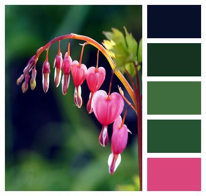 Asian Bleeding Heart Lamprocapnos Spectabilis Flowers Image